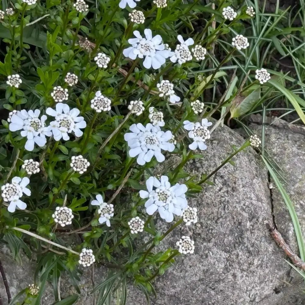 White Silene Pendula Catchfly Seeds - Verdseeds